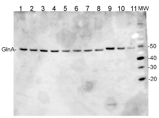 western blot using anti- GlnA antibodies